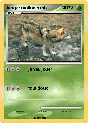 Pokemon berger malinois mix