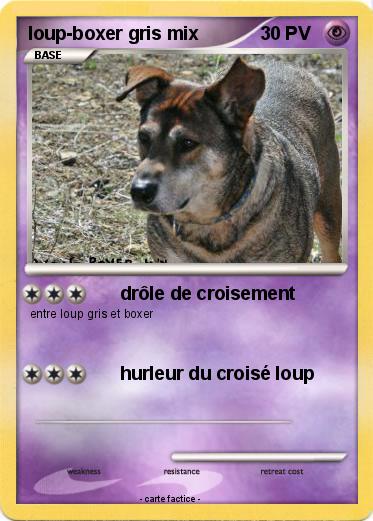 Pokemon loup-boxer gris mix