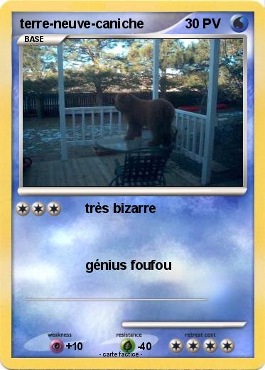 Pokemon terre-neuve-caniche