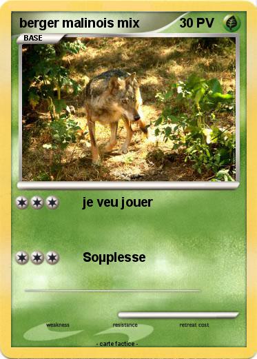 Pokemon berger malinois mix