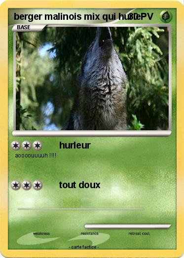 Pokemon berger malinois mix qui hurle