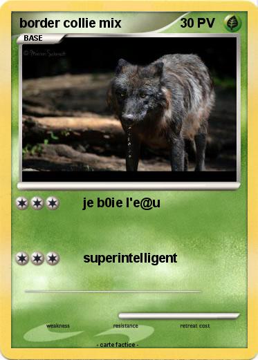 Pokemon border collie mix