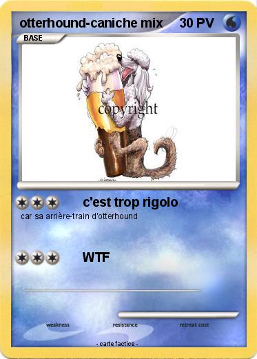 Pokemon otterhound-caniche mix