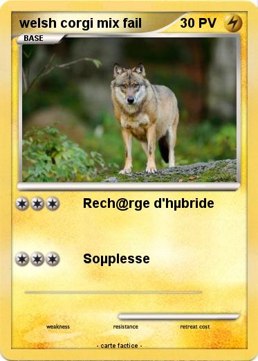 Pokemon welsh corgi mix fail