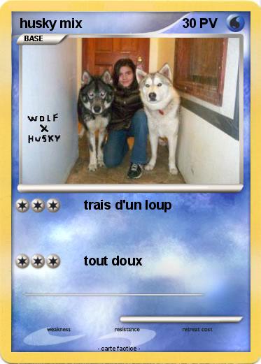 Pokemon husky mix
