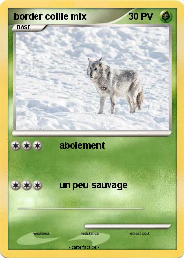 Pokemon border collie mix