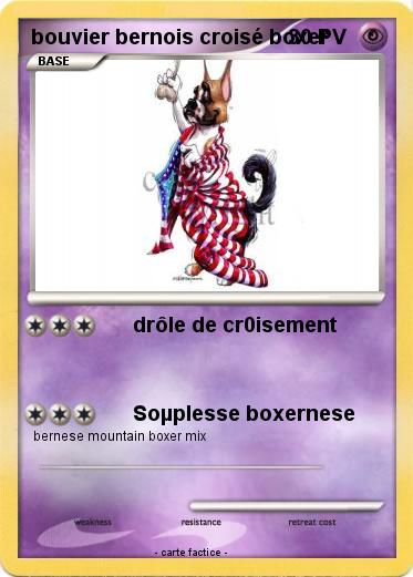 Pokemon bouvier bernois croisé boxer