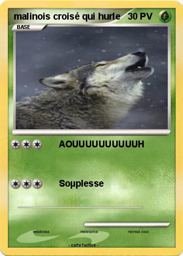 Pokemon malinois croisé qui hurle