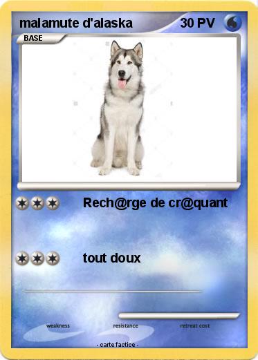 Pokemon malamute d'alaska