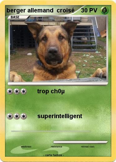 Pokemon berger allemand  croisé