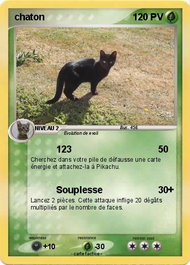 Pokemon chaton