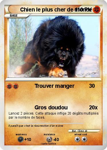 Pokemon Chien le plus cher de monde