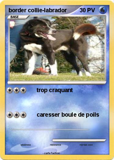 Pokemon border collie-labrador
