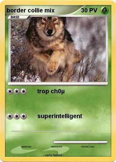 Pokemon border collie mix