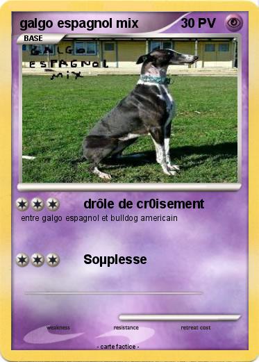 Pokemon galgo espagnol mix