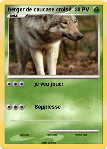 Pokemon berger de caucase croisé