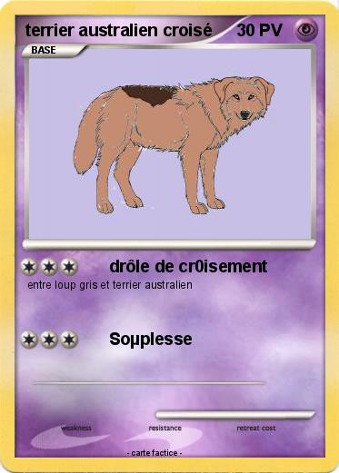 Pokemon terrier australien croisé
