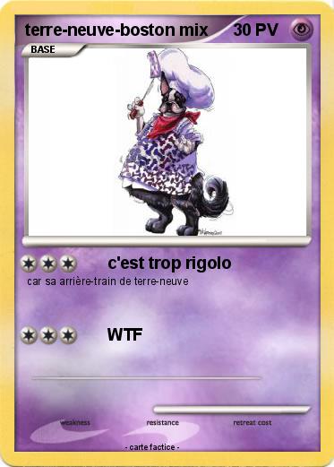 Pokemon terre-neuve-boston mix