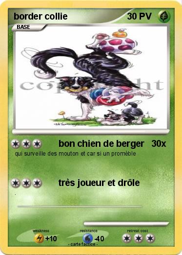 Pokemon border collie