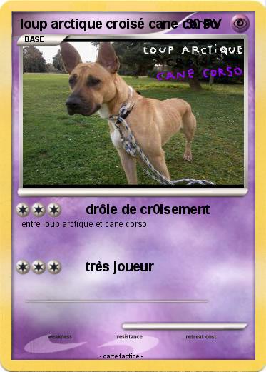Pokemon loup arctique croisé cane corso