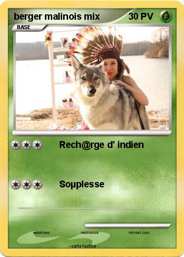 Pokemon berger malinois mix