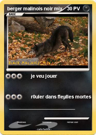 Pokemon berger malinois noir mix