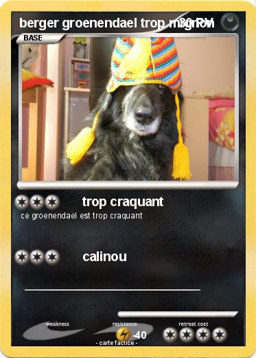 Pokemon berger groenendael trop mignon