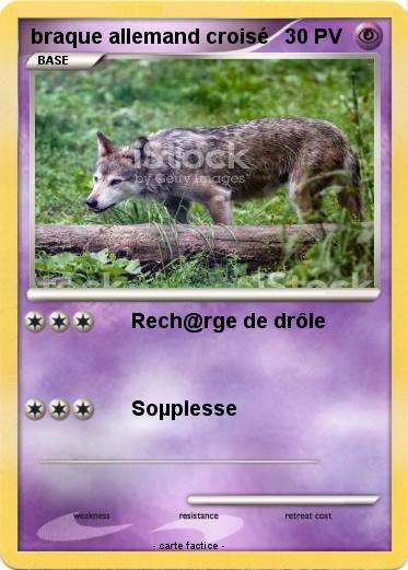 Pokemon braque allemand croisé