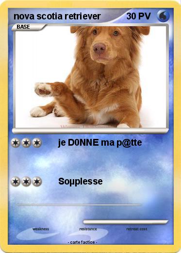 Pokemon nova scotia retriever