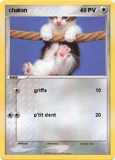 Pokemon chaton