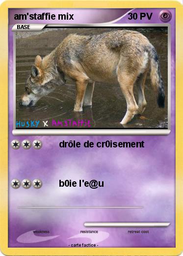 Pokemon am'staffie mix