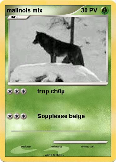 Pokemon malinois mix