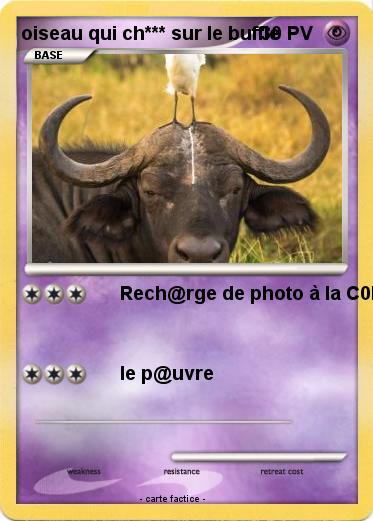 Pokemon oiseau qui ch*** sur le buffle