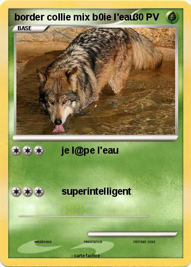 Pokemon border collie mix b0ie l'eau