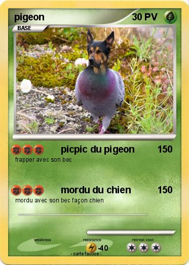 Pokemon pigeon