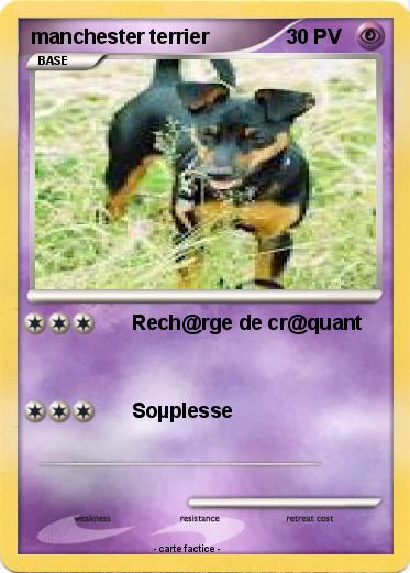 Pokemon manchester terrier