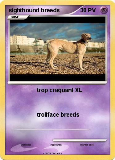 Pokemon sighthound breeds