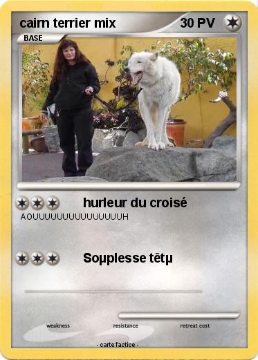 Pokemon cairn terrier mix