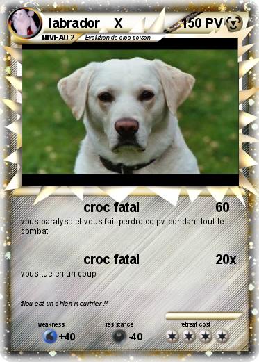 Pokemon labrador    X