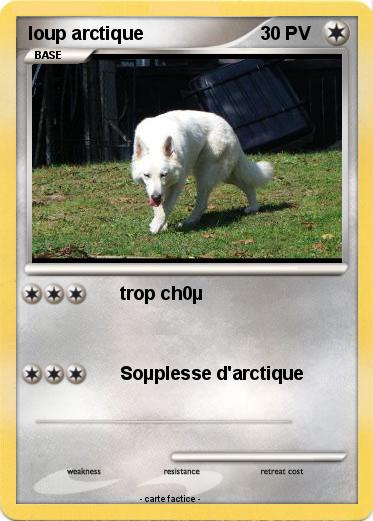 Pokemon loup arctique
