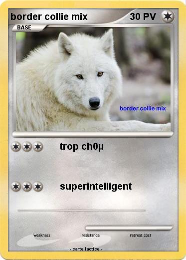 Pokemon border collie mix