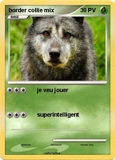 Pokemon border collie mix