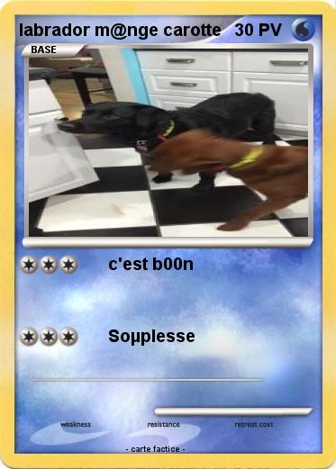 Pokemon labrador m@nge carotte