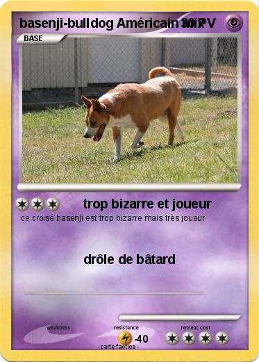 Pokemon basenji-bulldog Américain mix