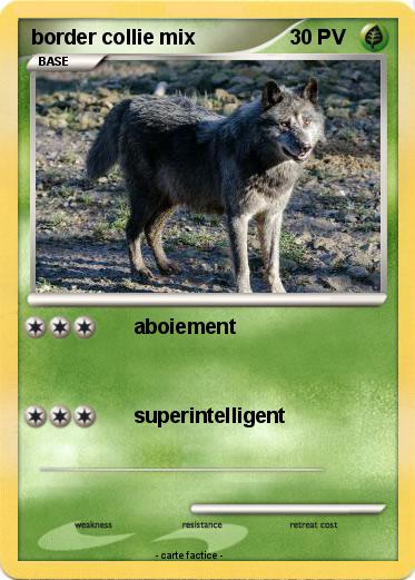 Pokemon border collie mix