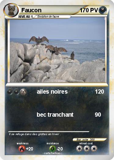 Pokemon Faucon