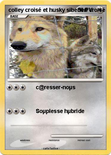 Pokemon colley croisé et husky siberien croisé