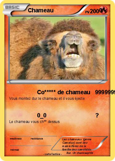 Pokemon Chameau                             0