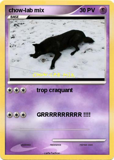 Pokemon chow-lab mix
