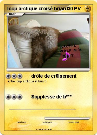 Pokemon loup arctique croisé briard
